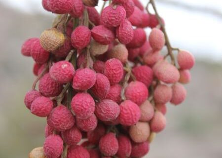بنه؛ گنجینه‌ای شگفت‌انگیز، هدیه‌ای از دل کوهستان