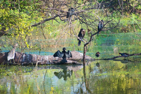 kaladu-national-park-india-8