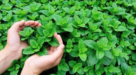 آموزش نحوه کاشت نعناع در گلدان و باغچه