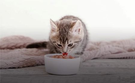 برند ونپی؛ انتخابی سالم و خوشمزه برای حیوانات خانگی شما
