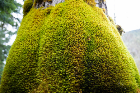 خواص گیاه اشنه, خواص اشنه برای معده