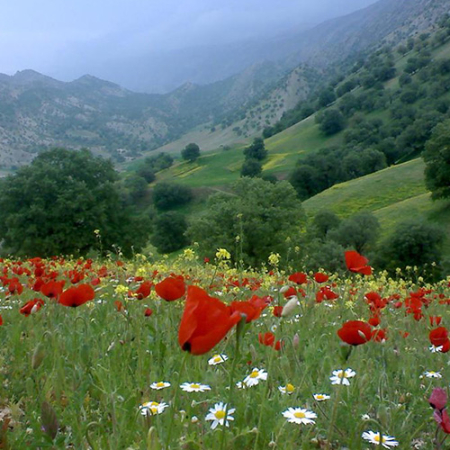 تپه گردرویش ایلام, آثار باستانی ایلام