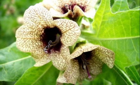 بذرالبنج؛ گیاهی با قدرت آرامش و خطر مرگ
