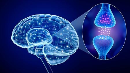 سروتونین چیست,افزایش ترشح سروتونین در مغز,علائم کمبود سروتونین در بدن