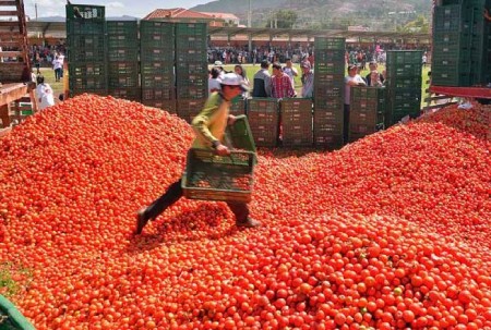 همه چیز درباره فستیوال پرتاب گوجه در اسپانیا