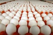 تخم مرغ باز هم گران شد؛ قیمت هر کیلو ۵۲ هزار تومان