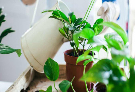 برای بهتر نگهداری از گل وگیاهان منزلتان