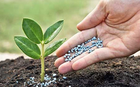 طریقه استفاده از قرص آسپرین برای رشد گیاهان,نگهداری گیاهان هنگام سفر