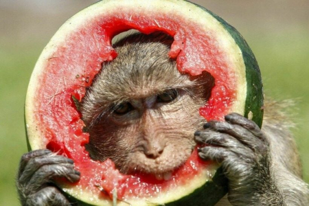 جشنواره‌ای شگفت‌انگیز: فستیوال پذیرایی از میمون‌ها در تایلند