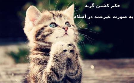 حکم کشتن گربه به صورت غیرعمد در اسلام