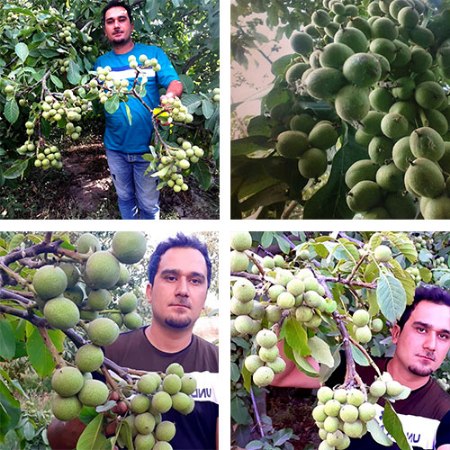 باغ گردو