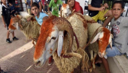 عید قربان در الجزایر: جایی که سنت و معنویت به هم می‌پیوندند