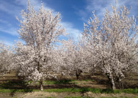 بهترین زمان سم‌پاشی نهال بادام برای حداکثر محافظت