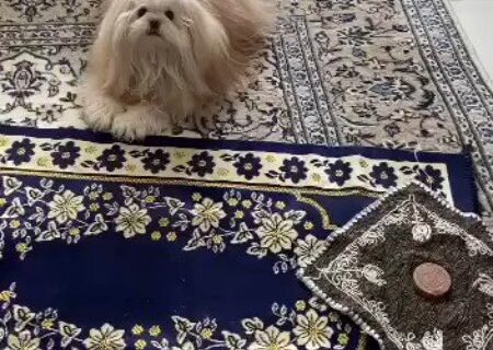 بی حرمتی به نماز با سگ روی سجاده از نظر اسلام