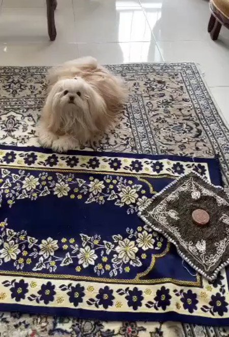 بی حرمتی به نماز با سگ روی سجاده از نظر اسلام