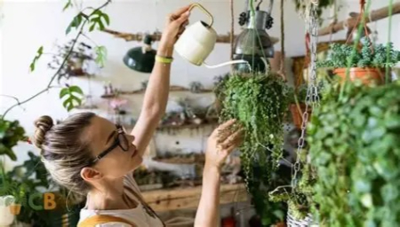 ترفندهای حرفه‌ای برای مراقبت و آبیاری گیاهان آویز