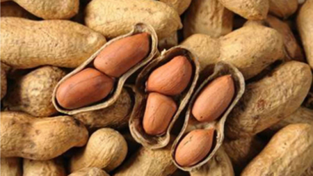 راهنمای کامل کاشت و برداشت بادام زمینی: از ابتدا تا برداشت نهایی