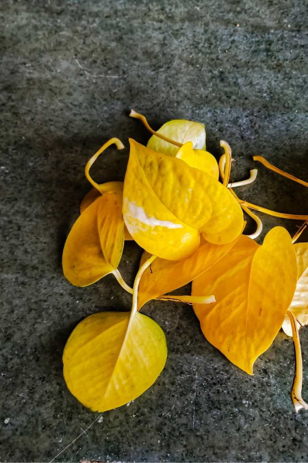 چرا برگ‌های پتوس شما زرد می‌شوند؟ راه‌حل‌های ساده برای نجات گیاه!