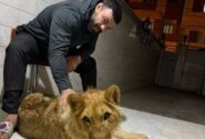 واکنش علی‌اکبری به تلف شدن شیرش در باغ وحش