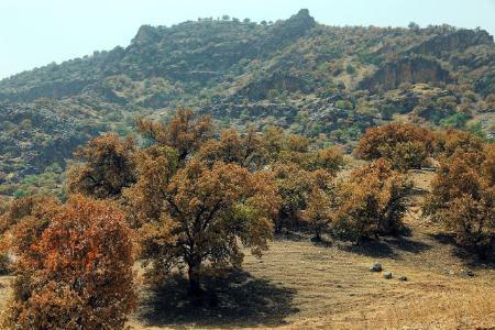 «زاگرس؛ حافظه زنده ایران در خطر نابودی»
