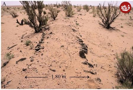 دیوار،اخبار گوناگون،خبرهای گوناگون