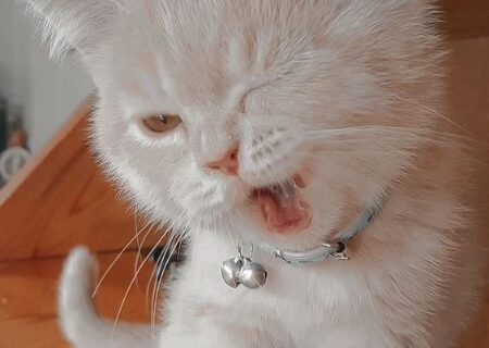 راهنمای جامع مراقبت از گربه‌های ملوس