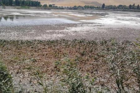 «سراب نیلوفر» خشک شد