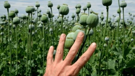 خشخاش به مزارع ایران برمی‌گردد؟