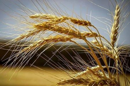 قیمت نهایی گندم بالاخره تعیین شد