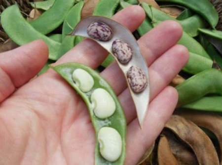 از خواص لوبیا لیما چه می دانید ؟