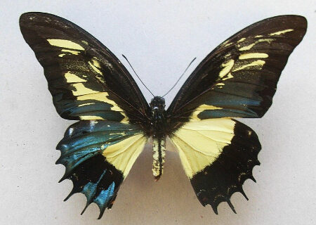 پروانه‌های مرموز: سفری به دنیای موجودات نر و ماده