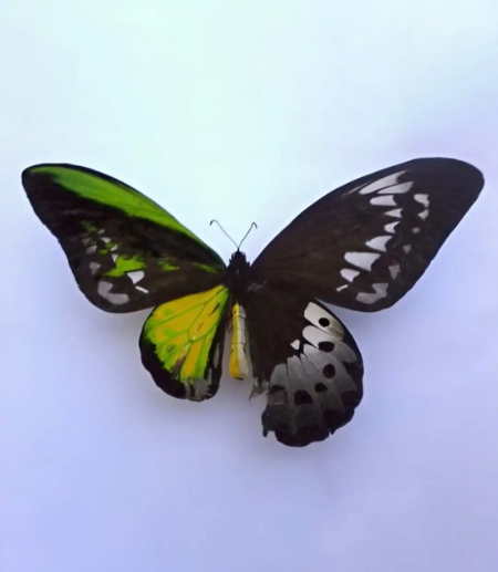  پروانه دوجنسه, حشرات دوجنسه