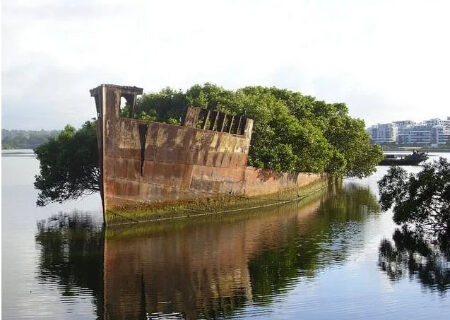 کشف پدیده‌ای خارق‌العاده در خلیج هوم بوش: جنگل شناور سیدنی