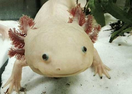 اکسولوتل: سمندری که توانایی بازسازی بدن را دارد