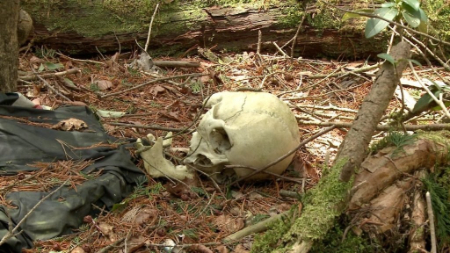 رازهای تاریک جنگل آئوکیگاهارا: سفری به قلب جنگل خودکشی ژاپن