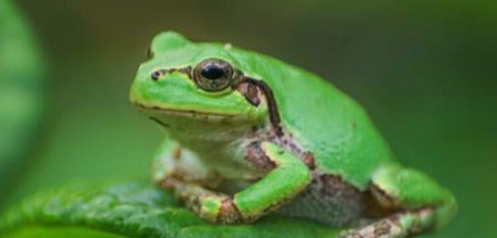 کشف داروی قدرتمند ضدسرطان در قورباغه درختی ژاپنی