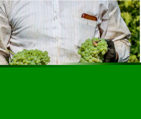 کشمش تیزابی, قیمت کشمش تیزابی