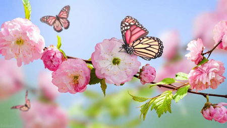 اشعار زیبا درباره چال گونه, اشعار کوتاه چال گونه یار,شعر های زیبا در مورد چال گونه