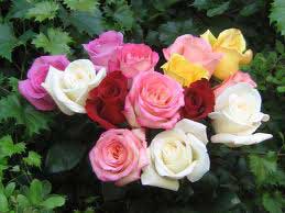 نشانههایی برای عشق ومحبت و دوستی/ شش رنگ مختلف رزها چه میگویند